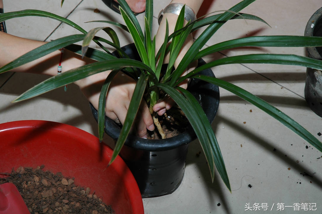 颗粒植料上盆养兰视频,滇西养兰人讲兰花上盆