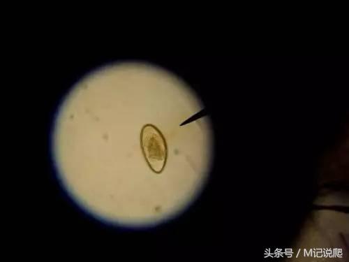 乌龟体内绦虫拉出来就好了吗,龟喂肠虫的危害