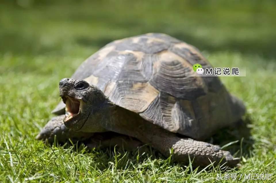 乌龟体内绦虫拉出来就好了吗,龟喂肠虫的危害