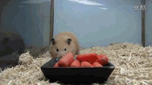 仓鼠拉肚子该如何治疗,仓鼠拉肚子怎么喂蒙脱石散