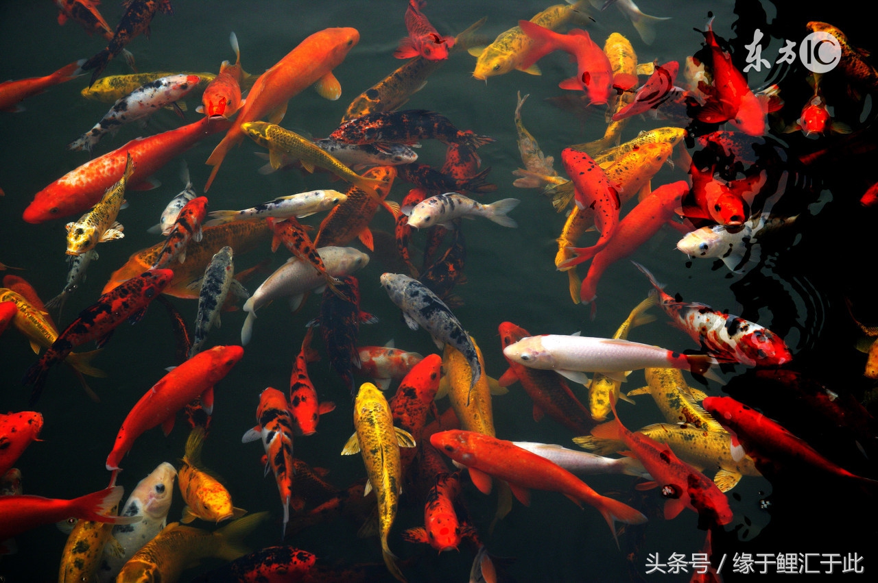 你家的鱼长过痘痘吗？