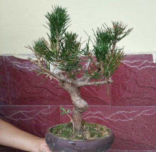 单杆式文人型精品黑松盆景 (黑松盆景用深盆还是用浅盆)