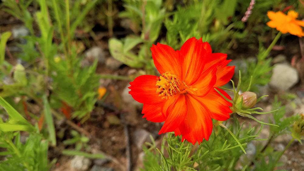 努比亚z17无边框什么颜色,努比亚Z17测评