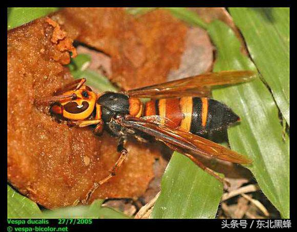 胡蜂种类名字图片大全,不同种类的黄脚胡蜂