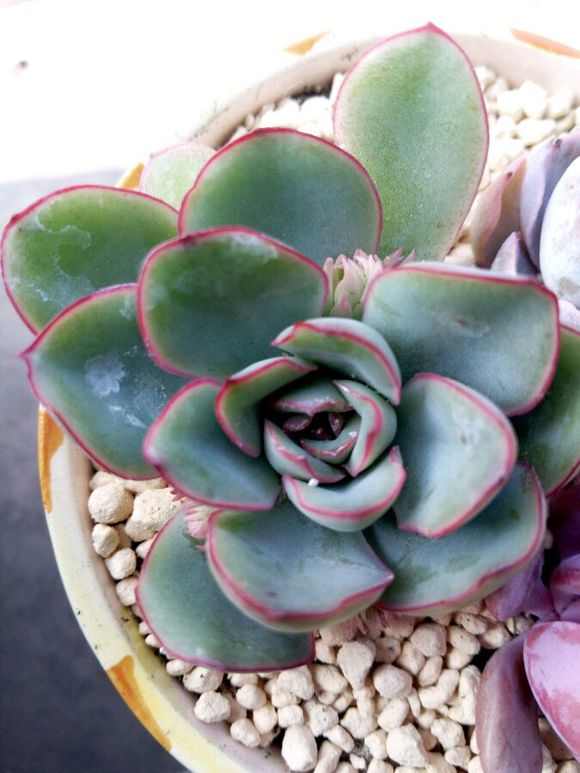 多肉得白霉病用什么药,多肉得了根粉蚧怎么处理