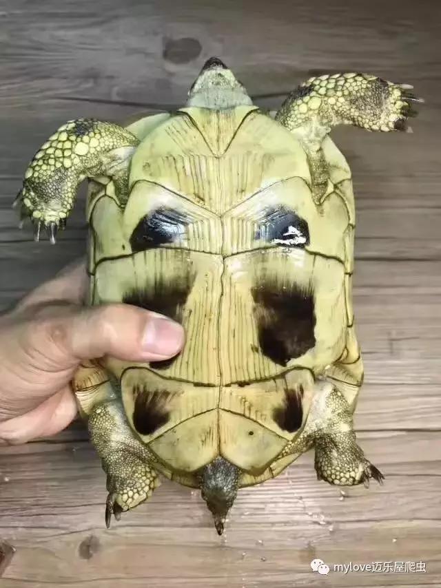 赫曼怎么繁殖,赫曼什么时候繁殖