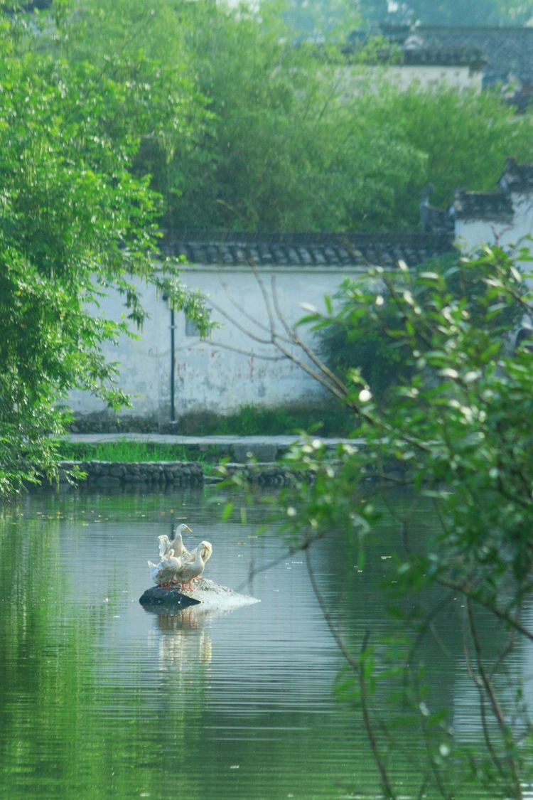 发现一个世外桃源的地方真美,有一处叫世外桃源的地方