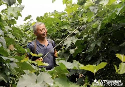 葡萄得了水罐子病怎么办,葡萄得了水罐子病