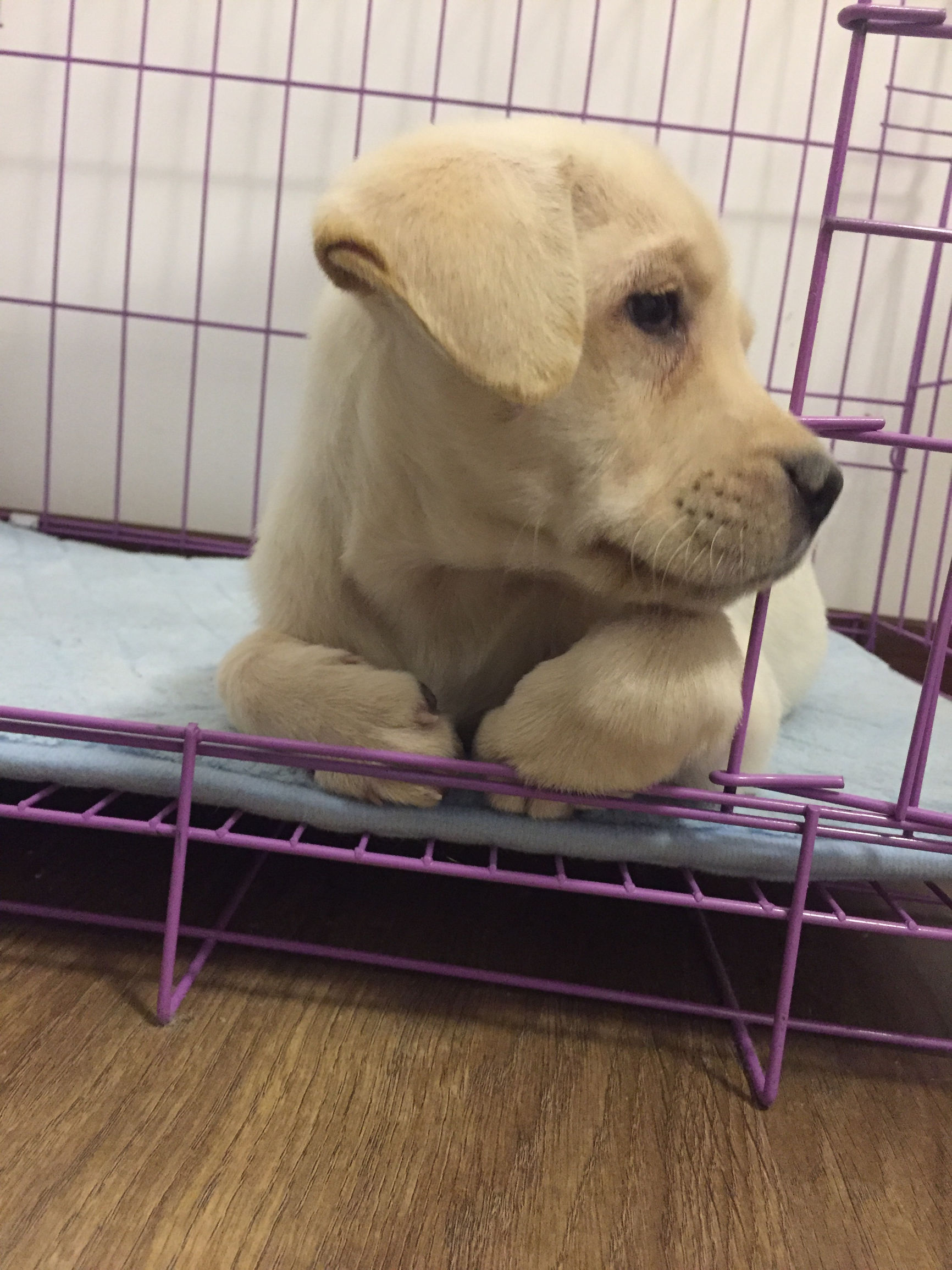 狗市买三个月的拉布拉多,拉布拉多幼犬去宠物店洗澡多少钱