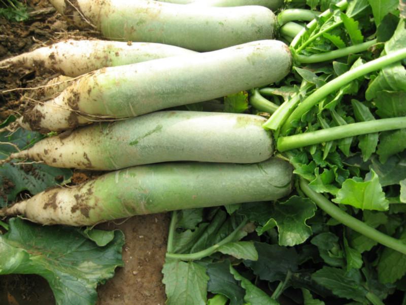 脚上长脚气很痒有什么偏方可以治,大蒜食醋真能治脚气别被偏方误导