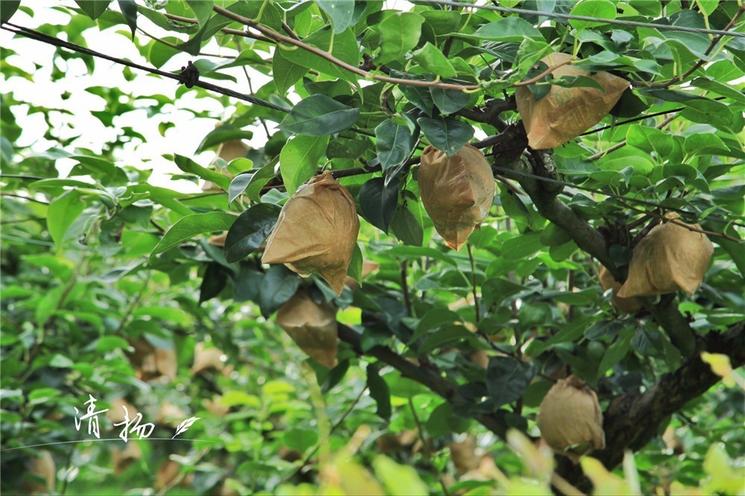 18年的田间记录，书写G20特供蜜梨的成长历程