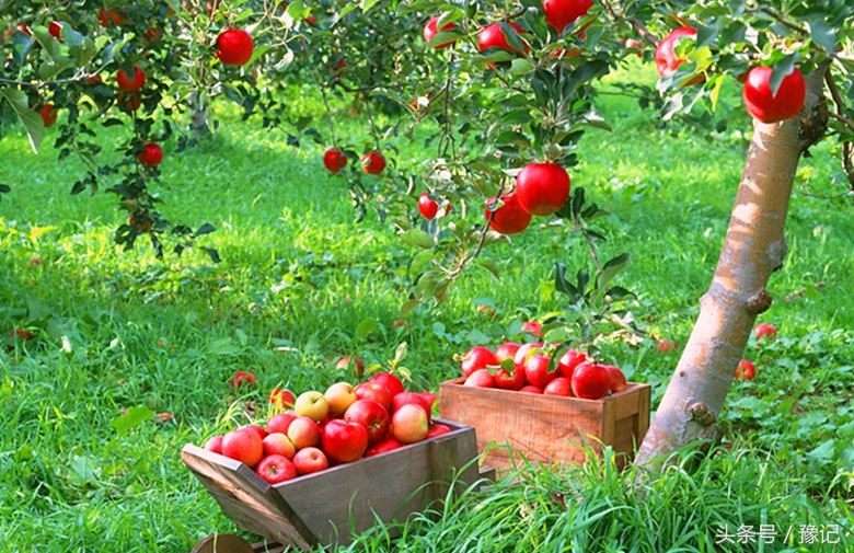 农村土豪家家有果园，想吃啥有啥，城里孩子见过么？