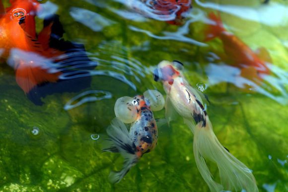 金鱼体色变化的原因,金鱼保色方法