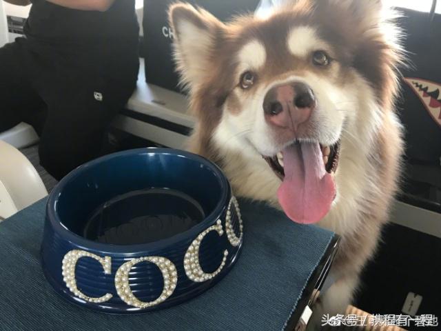 王思聪可以带狗上飞机吗 (王思聪飞机可以带狗吗)