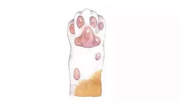 猫爪肉球形状判断猫咪性格,猫咪肉球颜色决定猫咪性格