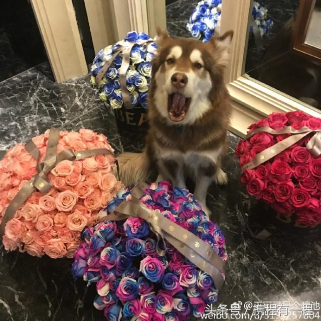 王思聪可以带狗上飞机吗 (王思聪飞机可以带狗吗)