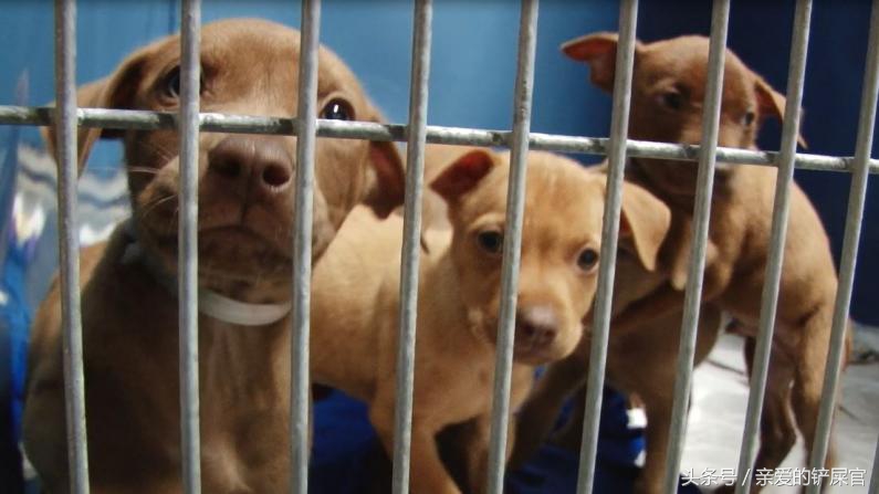 为什么要鼓励领养代替购买,宠物领养代替购买