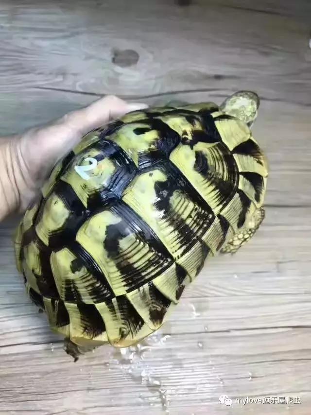 赫曼什么时候繁殖,赫曼繁殖方法