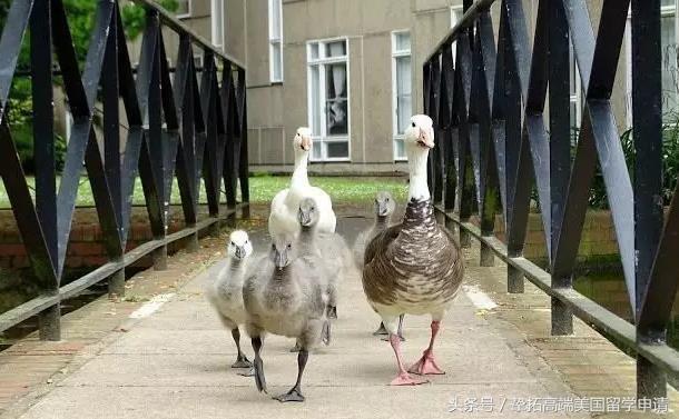 鑻卞浗绾﹀厠澶у瀹樼綉,鑻卞浗绾﹀厠澶у璇︾粏鍦板潃