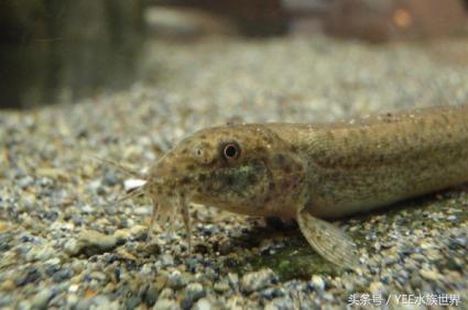 鱼缸里养泥鳅的正确方法,泥鳅好养吗适合养在鱼缸里吗