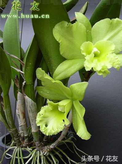 卡特兰和兰花哪个好养,卡特兰兰花