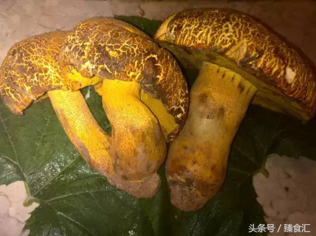 野生菌的食用与安全,野生菌安全吃法