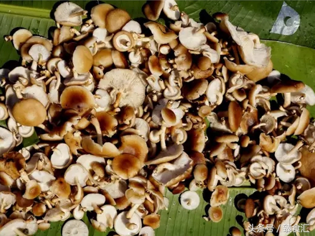 野生菌的食用与安全,野生菌安全吃法
