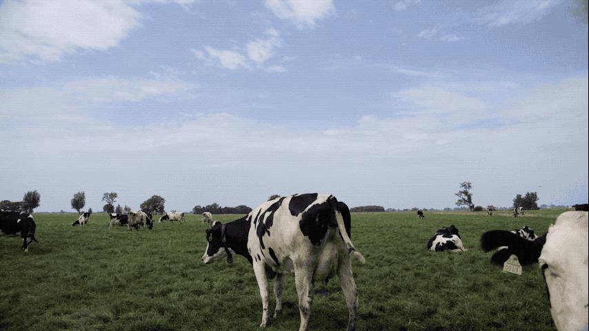 各国争抢黄金奶源，网友神评：不要争了，都是天猫国际哒！