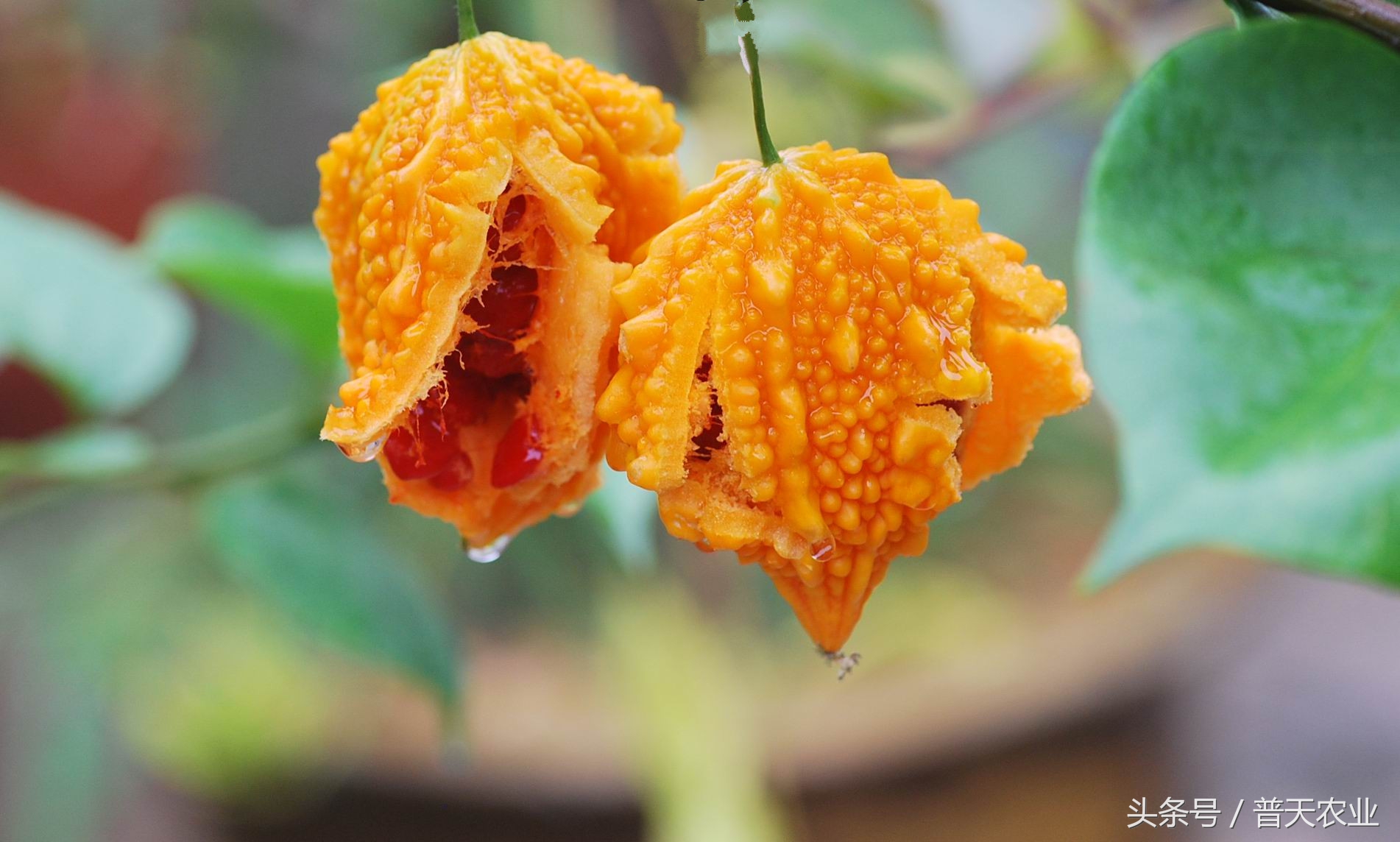 癞葡萄的种植方法和时间,癞葡萄怎么种植