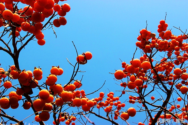 农村土豪家家有果园，想吃啥有啥，城里孩子见过么？