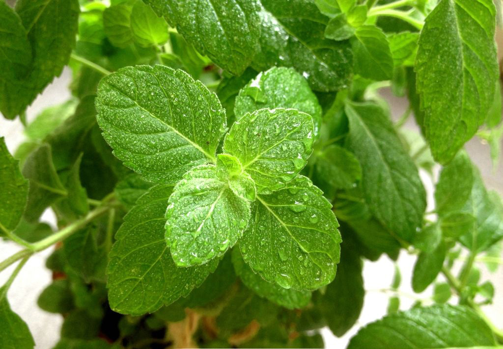 农村常见的中草药功效解说,常见中草药的功效与作用