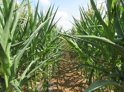 高温玉米容易出现药害,玉米药害叶片卷曲怎么办