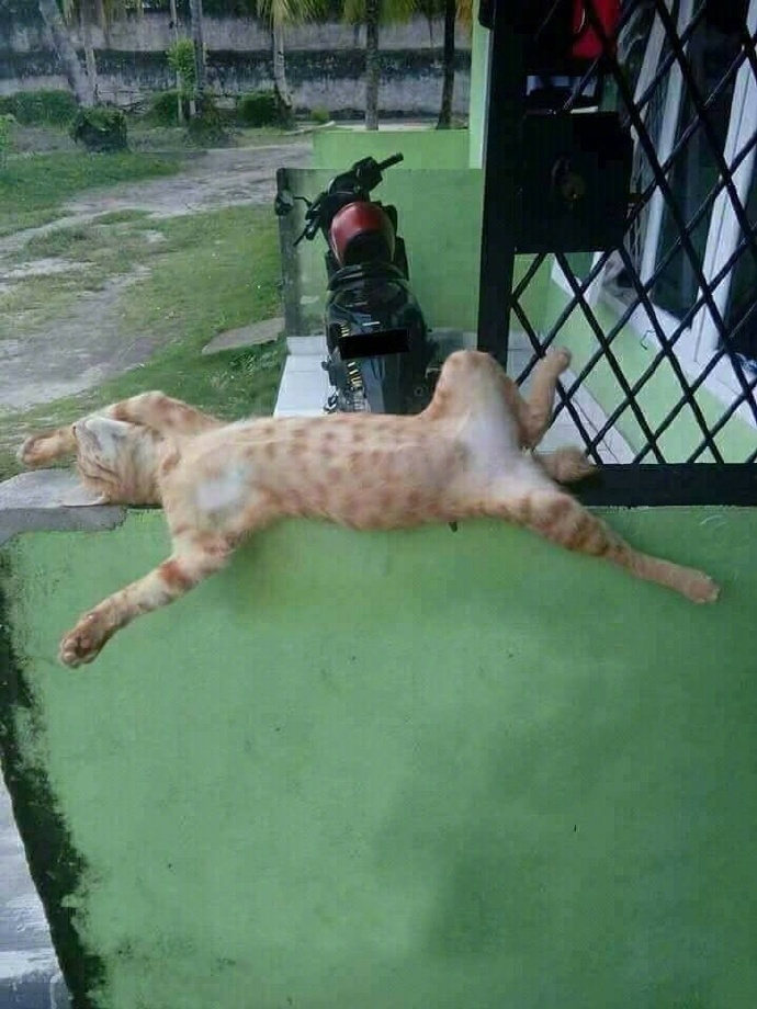 橘猫奇怪睡姿,橘猫睡了一觉