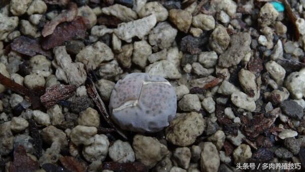 生石花徒长怎么救,生石花根干枯