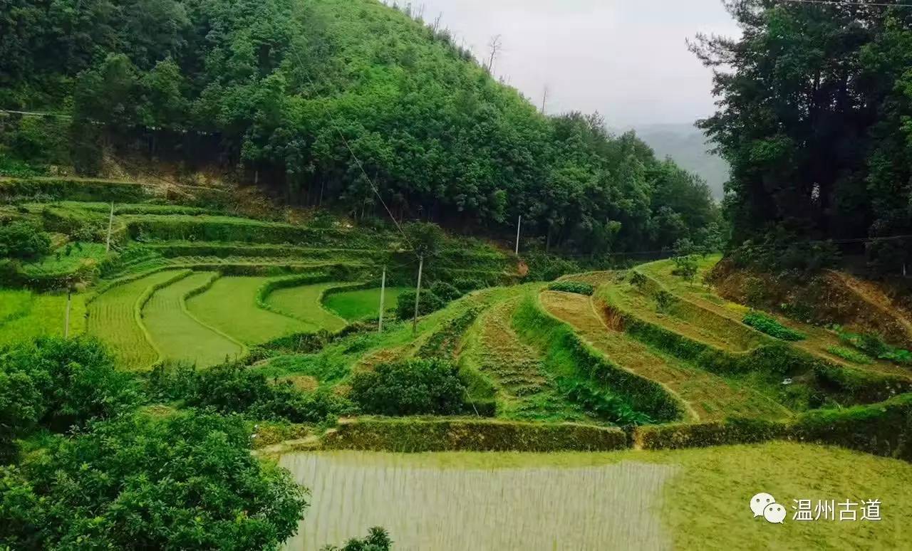 文成县珊溪水库地图,正宗文成珊溪水库有机鱼