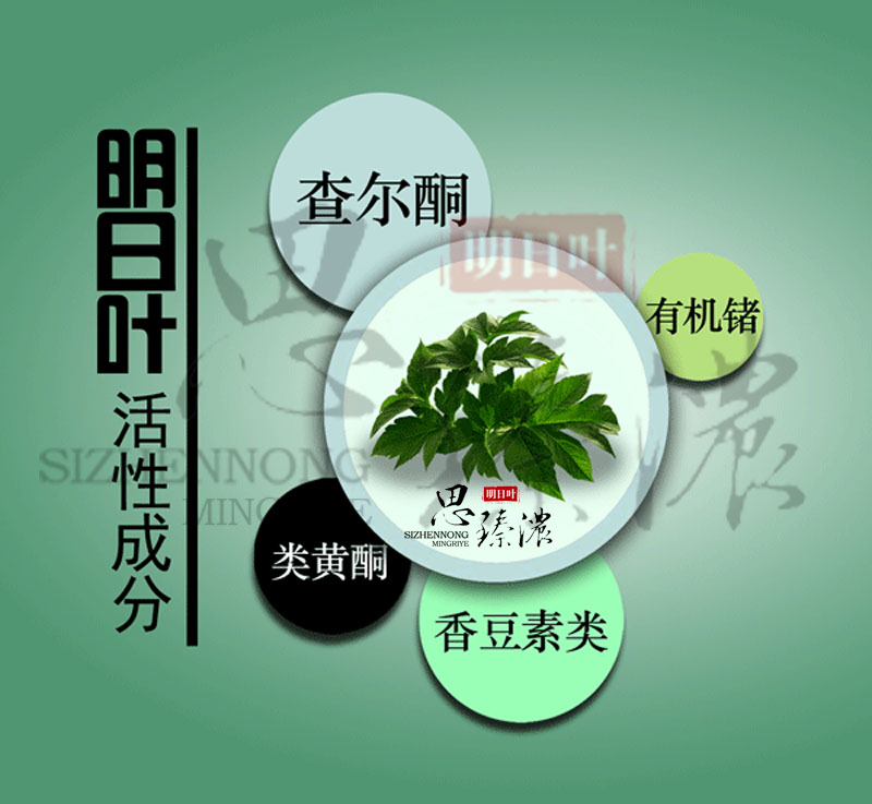 明日叶简介,明日叶功效