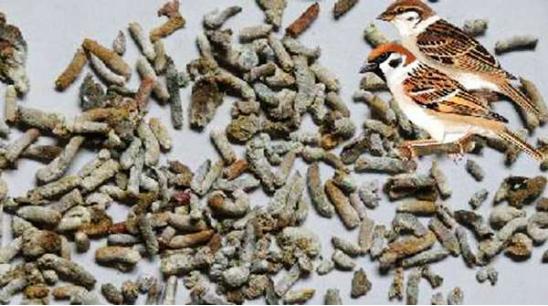 来自身边的“翔”,得知后你都可以做《女医》了!