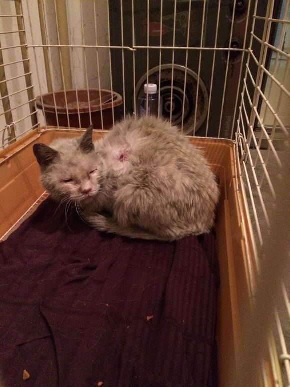 垃圾桶旁边的小猫，我走进了冲着我叫却叫不出声音，只能嘴巴动！