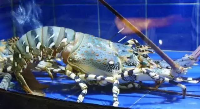 厦门海鲜姿造优惠,厦门悦鼎会海鲜自助