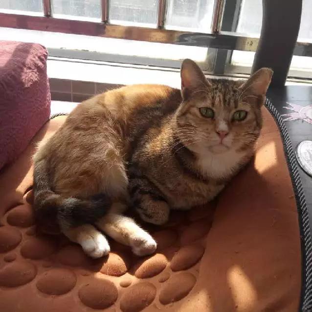 上海嘉定哪里有免费领养狗,瑶海区附近最近的宠物领养