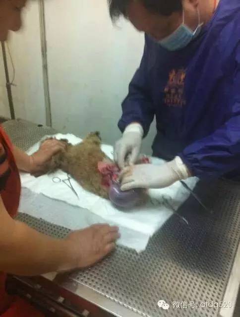 泰迪妈妈生了几个孩子,泰迪接生的过程