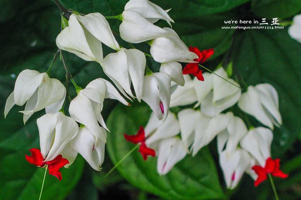 三亚五天四晚旅行团爱上海岛,三亚3天两晚够不够