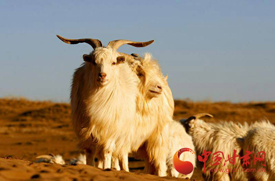 鄂尔多斯温暖全世界,鄂尔多斯集团发展历程