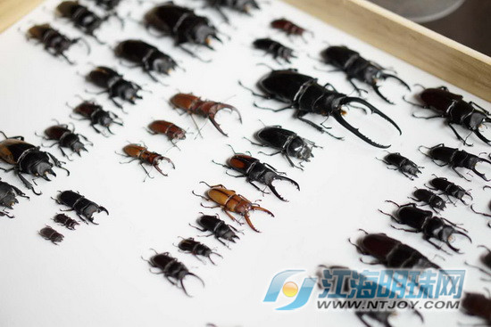 亲近大自然南通博物苑带你走进螳螂的神奇世界