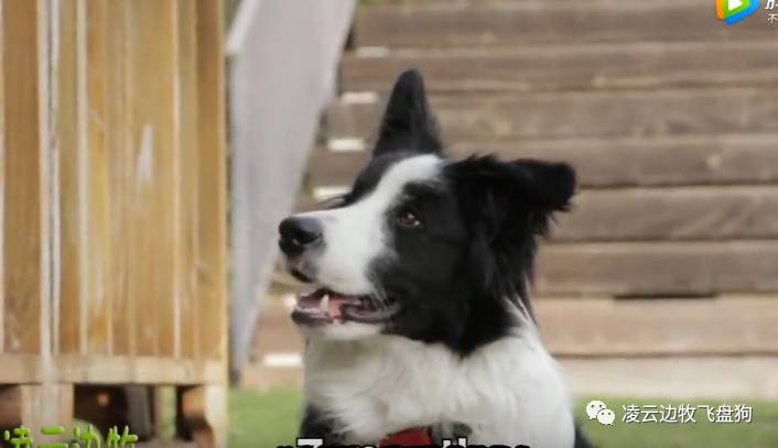 边牧犬狗粮如何选择,边牧狗粮制作方法配方大全