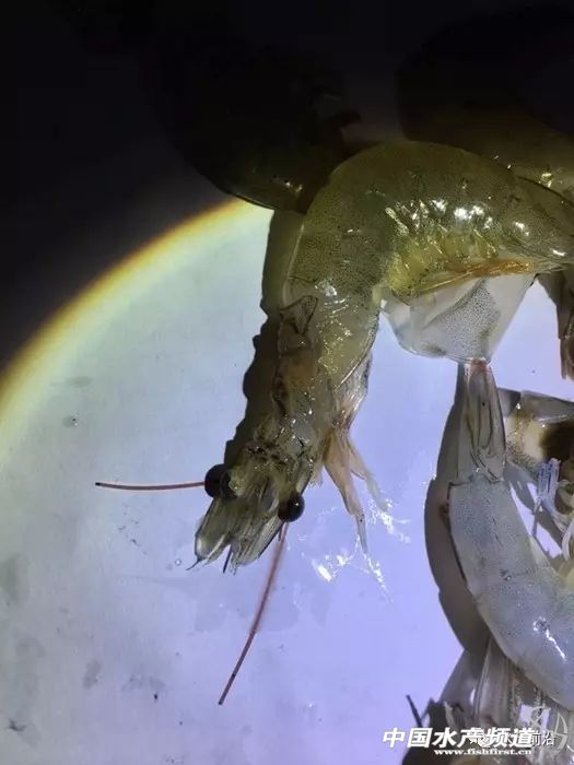 养殖南美白对虾容易出现的问题,养殖南美白对虾有黑皮