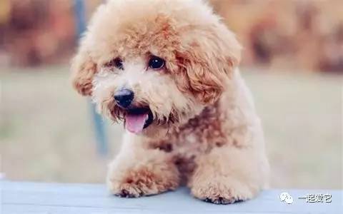 养宠小知识狗狗拉虫子还吐怎么办,养宠小知识幼犬掉毛是什么原因