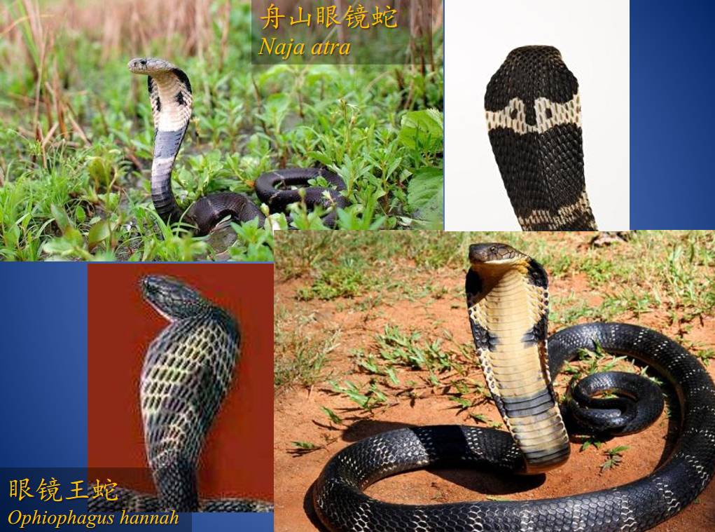 原来，这些救治毒蛇咬伤的方法都不靠谱