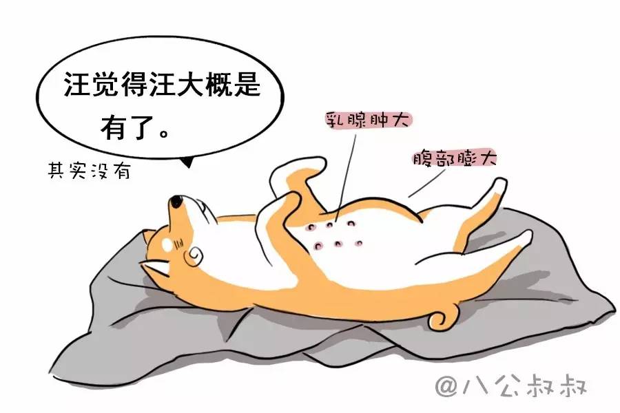 怎样判断狗狗怀孕还是假孕,狗狗子宫蓄脓引发的假孕症状