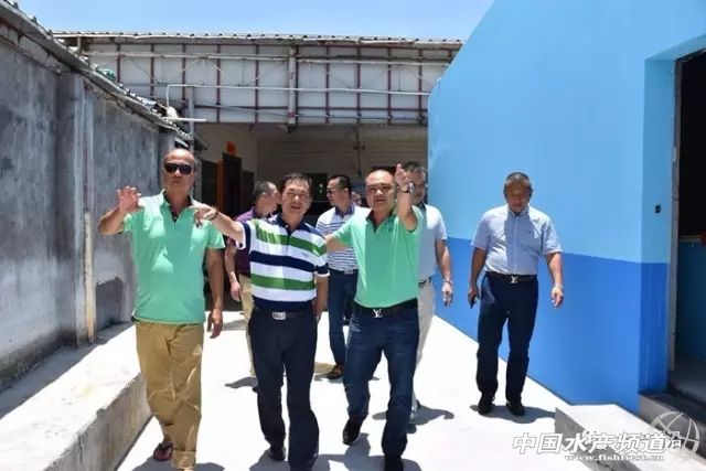 养殖南美白对虾容易出现的问题,养殖南美白对虾有黑皮